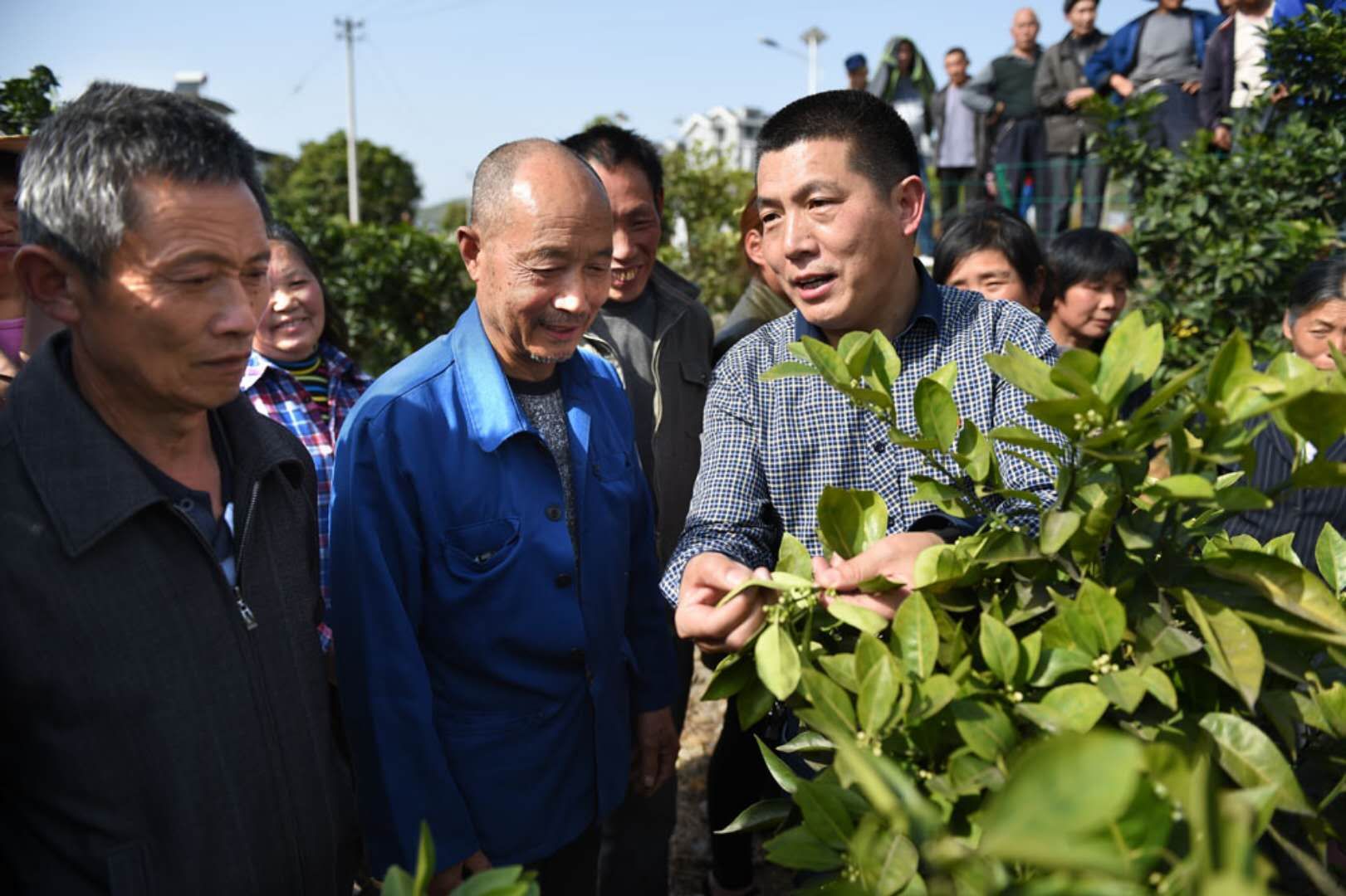 5.涪陵区南沱镇睦和村支部书记刘家奇指导村民种植柑橘.jpg