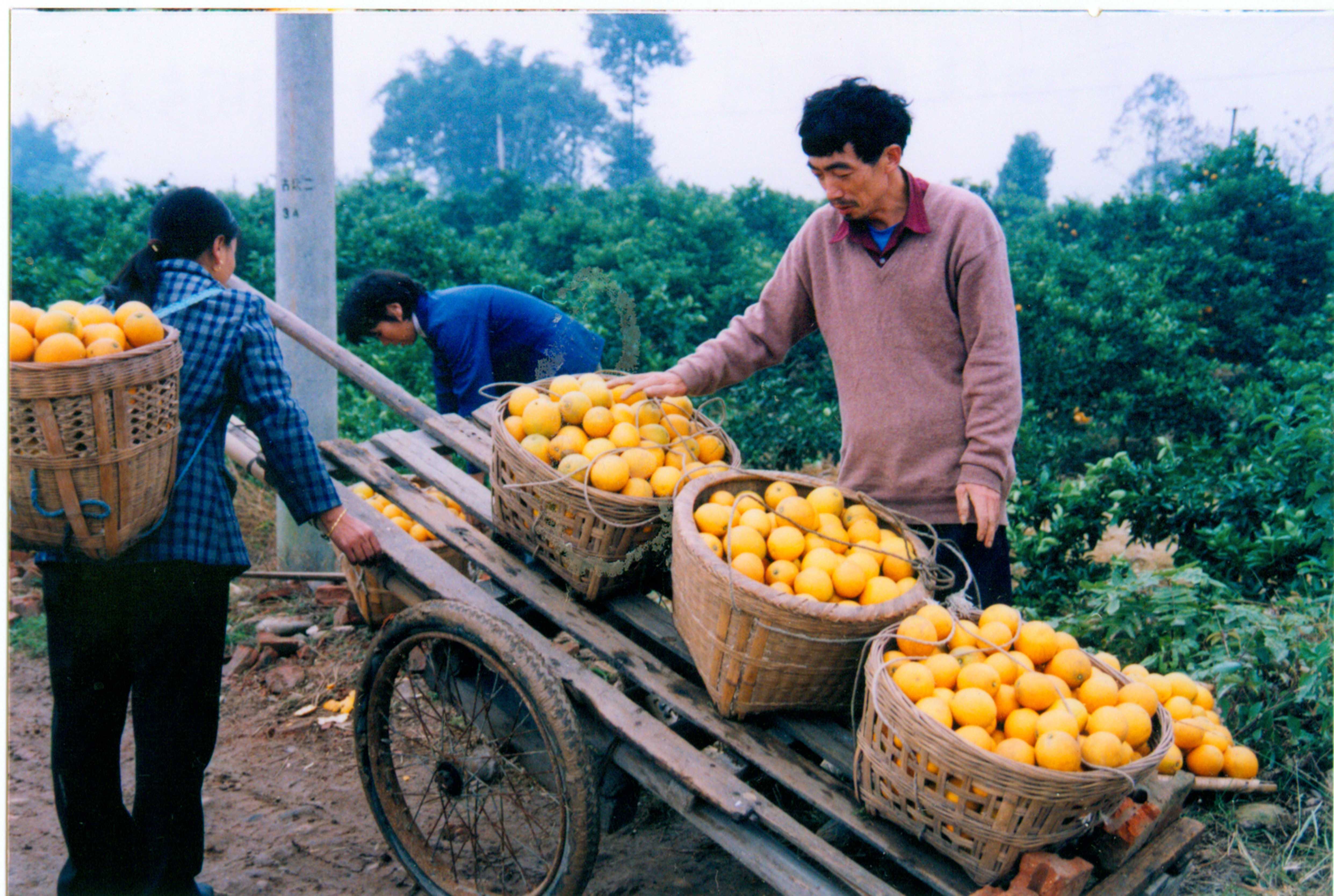 9.江津区移民政协委员何学明柑橘丰收.jpg